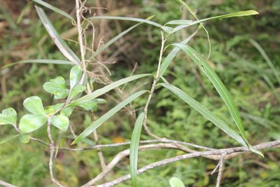 Nestegis cunninghamii, photographed by Joe Dillon