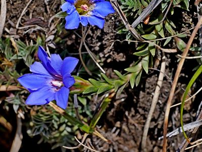 Gentiana arisanensis, photographed by Jacy Chen