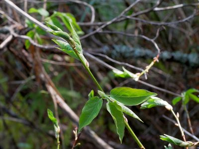 Lyonia ovalifolia, photographed by Jacy Chen