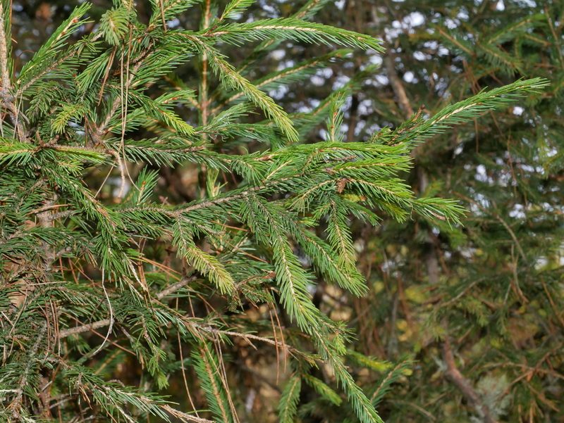 Picea morrisonicola, photographed by Jacy Chen