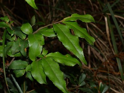 Symplocos lancifolia, photographed by Jacy Chen