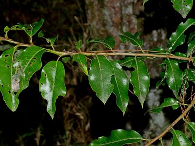 Ilex pedunculosa, photographed by Jacy Chen