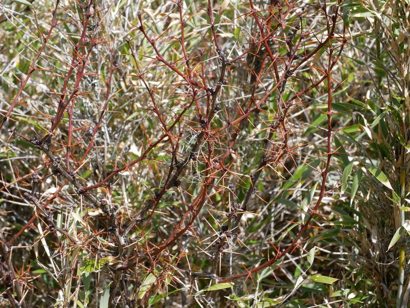 Berberis morrisonensis, photographed by Jacy Chen