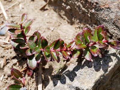 Gaultheria borneensis, photographed by Jacy Chen