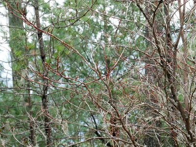 Lyonia ovalifolia, photographed by Jacy Chen