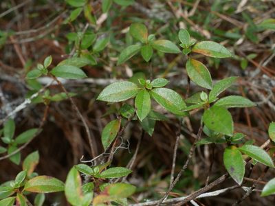 Rhododendron rubropilosum, photographed by Jacy Chen