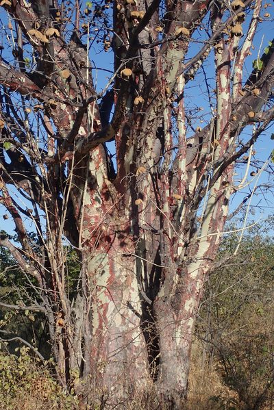 Sterculia africana, photographed by Robert Taylor