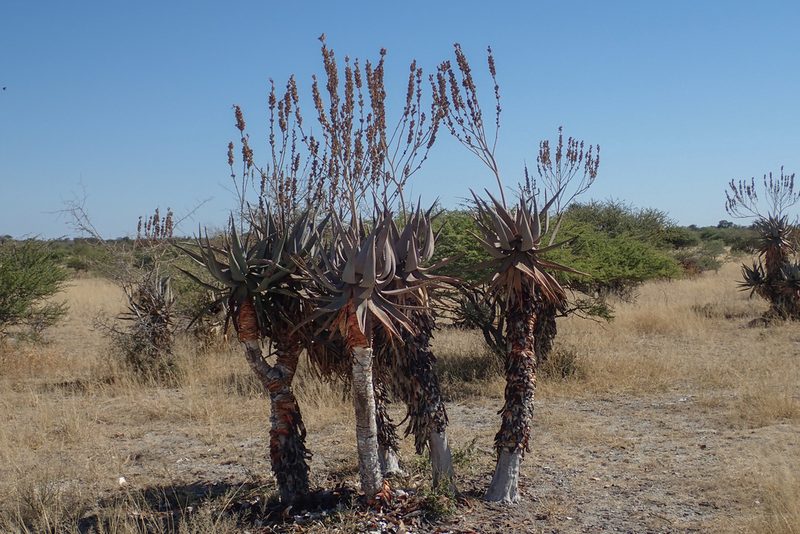 Aloe littoralis, photographed by Robert Taylor