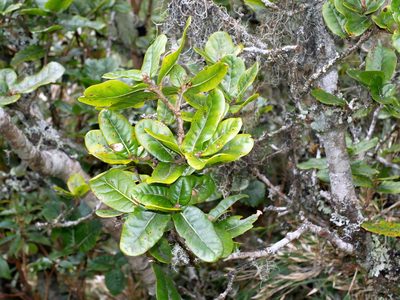 Quercus spinosa, photographed by Jacy Chen