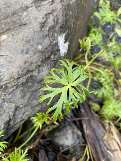 Ranunculus inundatus, photographed by Greg Tasney