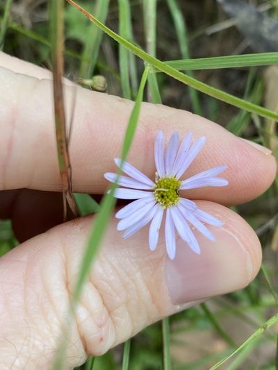 Brachyscome microcarpa, photographed by Greg Tasney