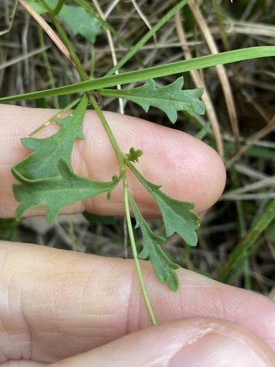 Brachyscome microcarpa, photographed by Greg Tasney