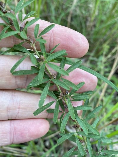 Lespedeza juncea, photographed by Greg Tasney
