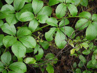 Cyphostemma auriculatum, photographed by Dinesh Valke