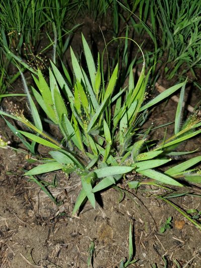 Dichanthelium praecocius, photographed by Bennett Grappone