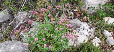 Valeriana macrosiphon, photographed by Christoph Moning