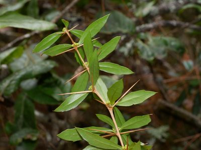 Berberis nantoensis, photographed by Jacy Chen