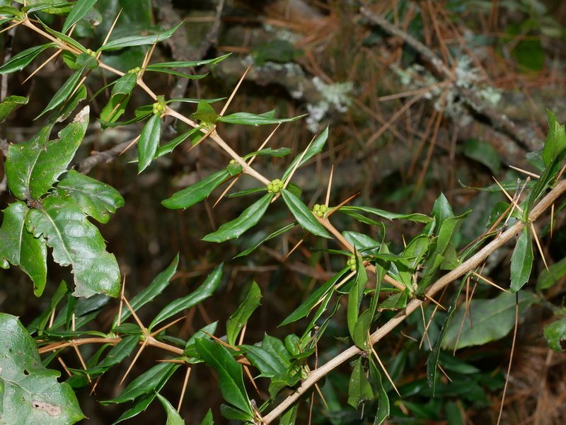 Berberis nantoensis, photographed by Jacy Chen