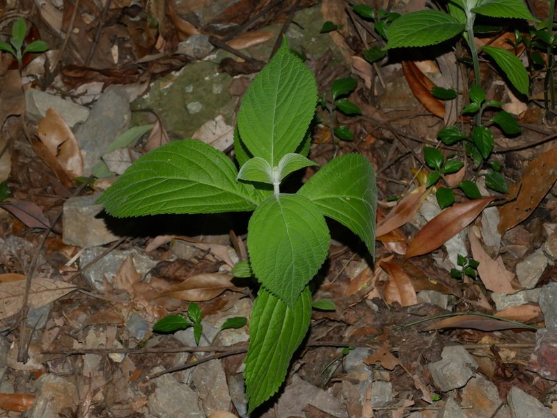 Comanthosphace formosana, photographed by Jacy Chen
