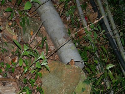 Comanthosphace formosana, photographed by Jacy Chen