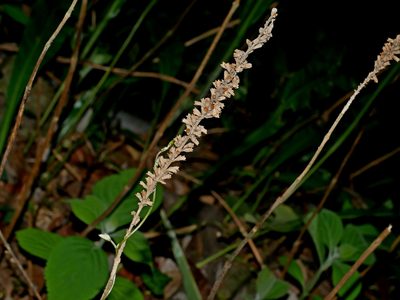 Comanthosphace formosana, photographed by Jacy Chen