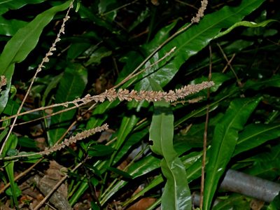 Comanthosphace formosana, photographed by Jacy Chen