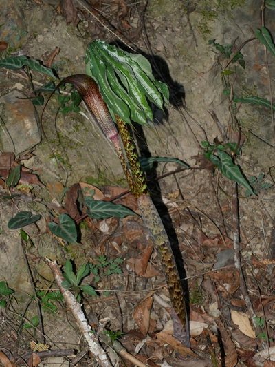 Arisaema taiwanense, photographed by Jacy Chen