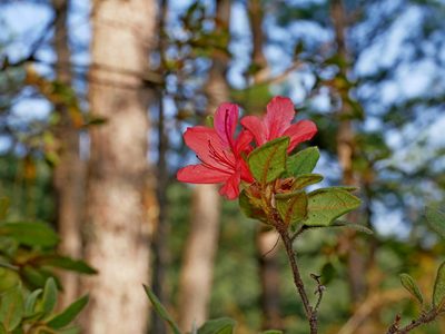 Rhododendron oldhamii, photographed by Jacy Chen