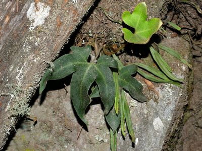 Pyrrosia polydactylos, photographed by Jacy Chen