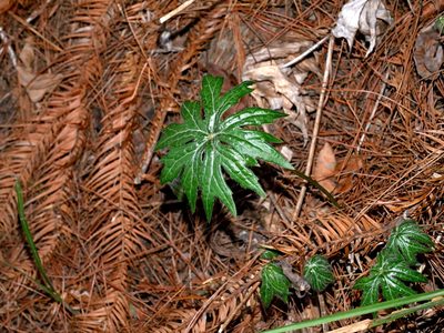 Syneilesis subglabrata, photographed by Jacy Chen