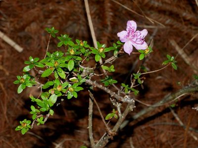 Rhododendron noriakianum, photographed by Jacy Chen