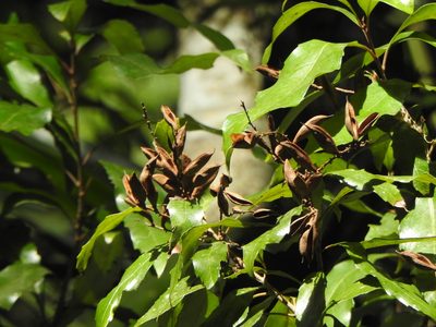 Lomatia arborescens, photographed by Greg Tasney