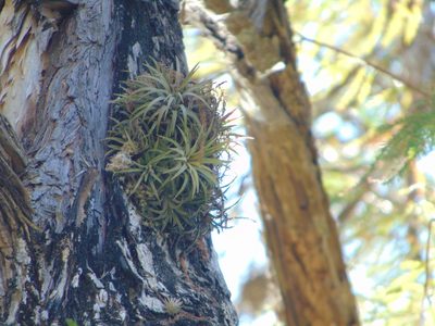 Tillandsia ionantha, photographed by Jose Antonio Aranda Pineda
