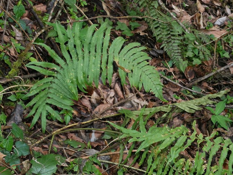 Dryopteris namegatae, photographed by Jacy Chen