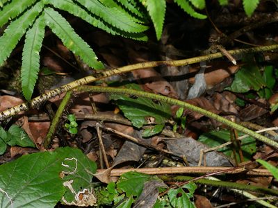 Dryopteris namegatae, photographed by Jacy Chen