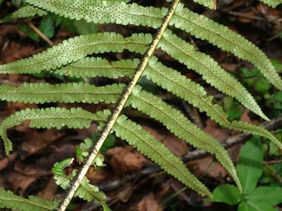 Dryopteris namegatae, photographed by Jacy Chen