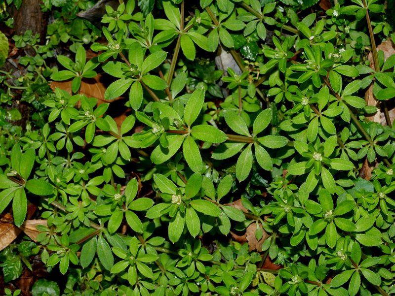 Galium echinocarpum, photographed by Jacy Chen