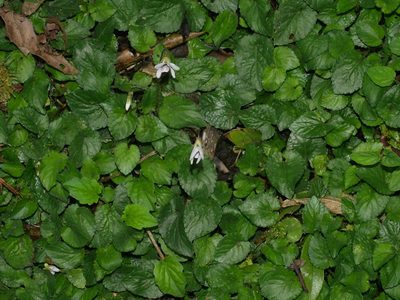 Viola adenothrix, photographed by Jacy Chen