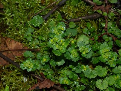 Chrysosplenium japonicum, photographed by Jacy Chen