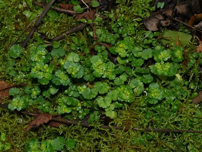 Chrysosplenium japonicum, photographed by Jacy Chen