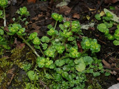 Chrysosplenium japonicum, photographed by Jacy Chen