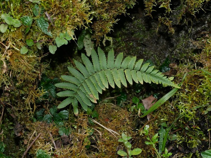 Dryopteris subatrata, photographed by Jacy Chen
