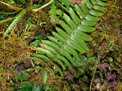 Dryopteris subatrata, photographed by Jacy Chen