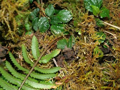 Dryopteris subatrata, photographed by Jacy Chen