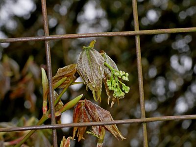 Acer serrulatum, photographed by Jacy Chen