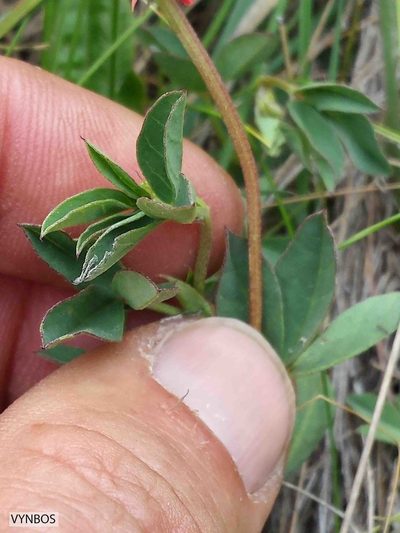 Indigofera dimidiata, photographed by Chris Vynbos
