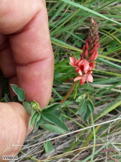 Indigofera dimidiata, photographed by Chris Vynbos