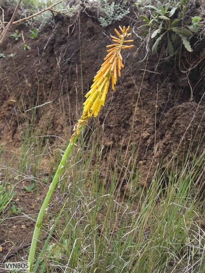 Kniphofia angustifolia, photographed by Chris Vynbos