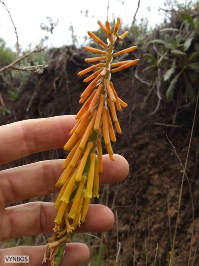 Kniphofia angustifolia, photographed by Chris Vynbos