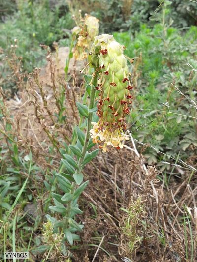 Glumicalyx goseloides, photographed by Chris Vynbos